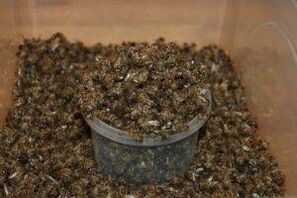 Bee Dug para aumentar la potencia